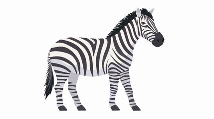 Fototapeta na wymiar Zebra isolated on white background. Portrait of stunn