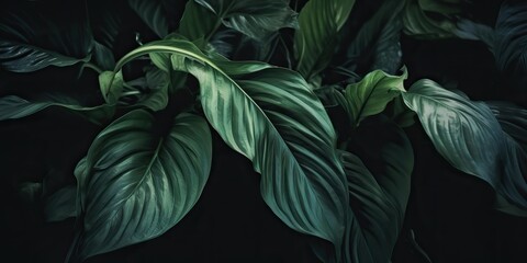 Fototapeta premium Leaves of spathiphyllum cannifolium abstract green dark texture nature background tropical leaf decorative background scene