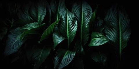 Leaves of spathiphyllum cannifolium abstract green dark texture nature background tropical leaf decorative background scene