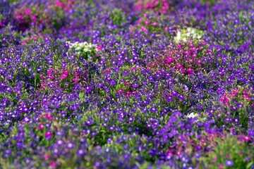 field of lavender flowers