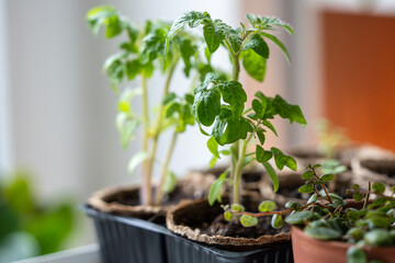 Organic tomato seedlings in peat pot growing from seed at home. Hobby, indoor gardening concept