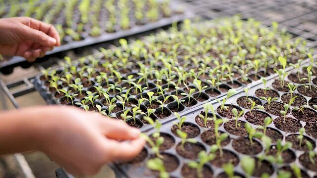 Planting for seedlings There is an automatic water vehicle system.