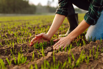 Farmer woman hand touches green leaves of young wheat in the field.Concept of gardening, ecology.