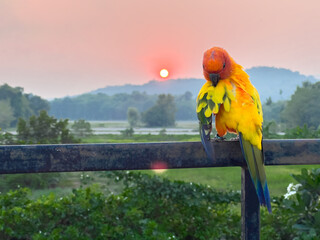 Brightly colored sun conure parrots clean their own feathers. Perched on the iron railing, wanting...