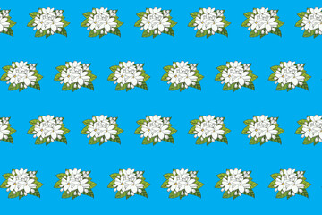 Abstract pattern of white jasmine flower with leaves on blue background.