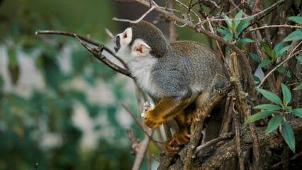 baby monkey in the forest