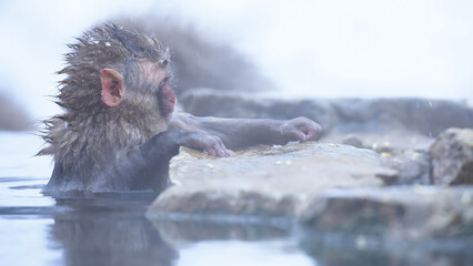 monkey in the water