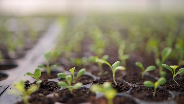 Planting for seedlings There is an automatic water vehicle system.