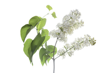 branch of lilac