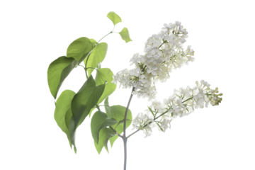 branch of lilac