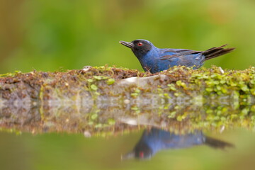 Masked Flowerpiercer (Diglossa cyanea) Ecuador