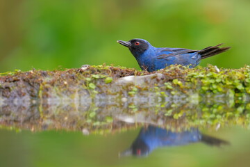 Masked Flowerpiercer (Diglossa cyanea) Ecuador