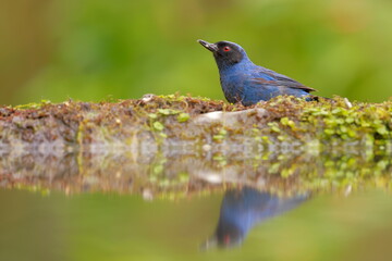 Masked Flowerpiercer (Diglossa cyanea) Ecuador