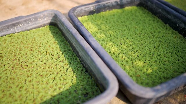 Azolla is grown in water for fertilizer.