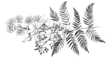 Mimosa scabrella vintage botanical engraved drawing 