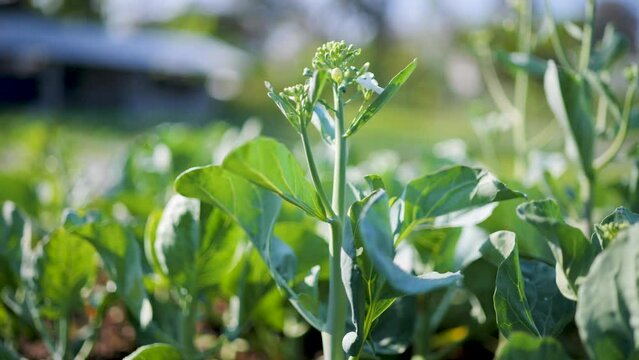 Organic kale. Farm fresh vegetables.