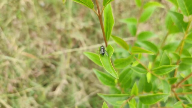 Flesh fly sitting on a leaf _ 4k real time close up footage of flesh fly in spring 