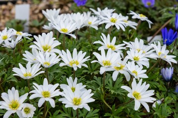 White daisies with yellow centers blooming in garden, belonging to Daisy family