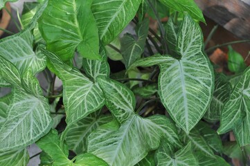 tropical green and white leaf climbing plants as background
