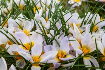 White flowers with yellow centers bloom in the grass