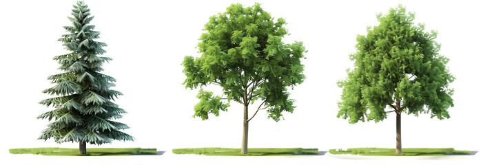 set of different evergreen trees from various climates, detailed illustrations, isolated on transparent background