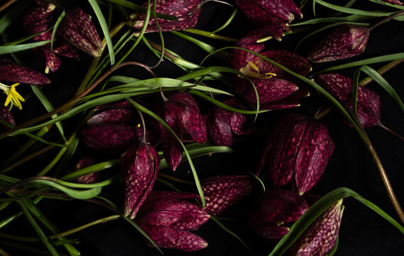 Moody flora. fritillaria meleagris hazel grouse flowers on a black background. Blur and selective focus. Extreme flower Close-up
