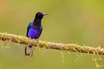 Velvet-purple Coronet (Boissonneaua jardini) Ecuador