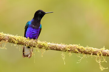 Velvet-purple Coronet (Boissonneaua jardini) Ecuador