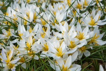 White flowers with yellow centers bloom as groundcover in the grass