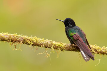 Velvet-purple Coronet (Boissonneaua jardini) Ecuador