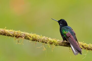 Velvet-purple Coronet (Boissonneaua jardini) Ecuador