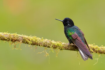 Velvet-purple Coronet (Boissonneaua jardini) Ecuador