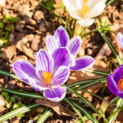 Crocus flowers on a sunny day in spring