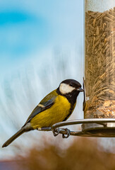 Parus major, great tit, at a bird feeder