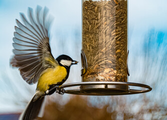 Parus major, great tit, at a bird feeder