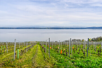 Fototapeta premium Cortaillod, Petit-Cortaillod, Bevaix, Weinberge, Neuenburgersee, Weindorf, Weinbauer, Seeufer, Spazierweg, Naturschutz, Alpenpanorama, Frühling, Neuenburg, Schweiz