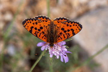 Roter Scheckenfalter, Melitaea didyma, Malaucene, Provence, Frankreich, 11.06.2023
