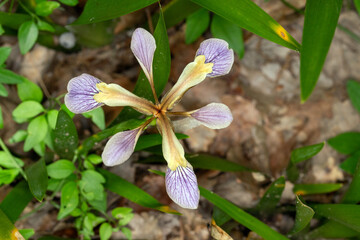 Stinkende Schwertlilie, Iris foetidissima, Malaucene, Provence, Frankreich, 11.06.2023 © Tim's insects