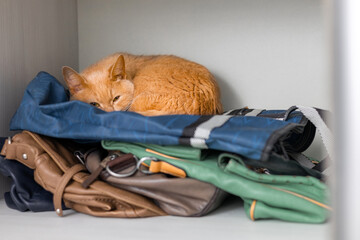 ginger cat lies hidden in the closet.
