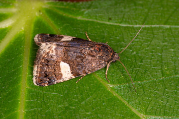 Ackerwinden-Trauereule, Tyta luctuosa, Malaucene, Provence, Frankreich, 12.05.2023
