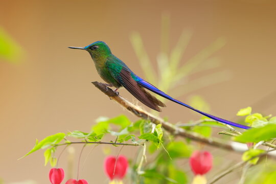 Violet-tailed Sylph - male (Aglaiocercus coelestis) Ecuador 