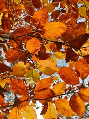 Yellow beech leaves in autumn against the light (contre-jour)