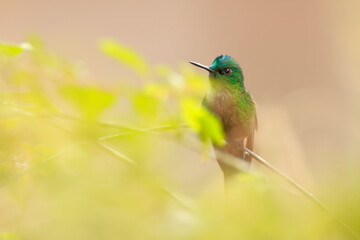 Violet-tailed Sylph - male (Aglaiocercus coelestis) Ecuador 