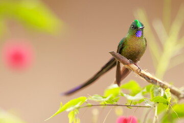 Violet-tailed Sylph - male (Aglaiocercus coelestis) Ecuador 