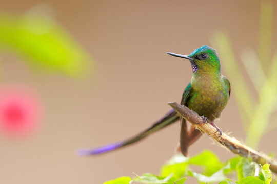 Violet-tailed Sylph - male (Aglaiocercus coelestis) Ecuador 