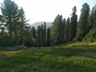 forest in the mountains