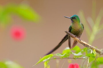 Violet-tailed Sylph - male (Aglaiocercus coelestis) Ecuador 