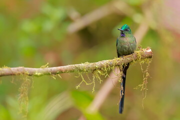 Violet-tailed Sylph - male (Aglaiocercus coelestis) Ecuador 