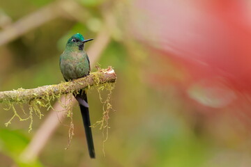 Violet-tailed Sylph - male (Aglaiocercus coelestis) Ecuador 