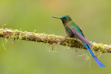 Violet-tailed Sylph - male (Aglaiocercus coelestis) Ecuador  © Kamil